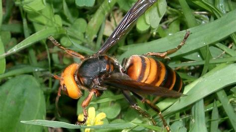 Piden Medidas Para Evitar La Entrada De La Avispa Mandarina M S