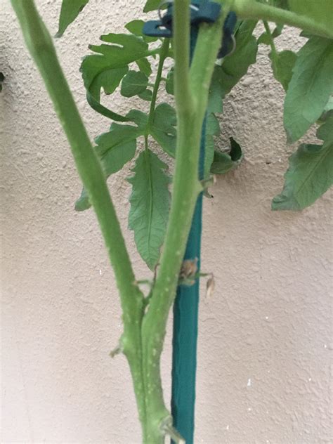 Tomato Stem