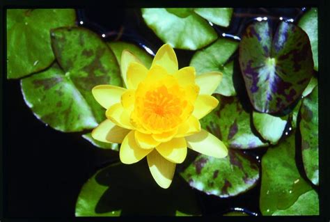 Yellow Water Lily