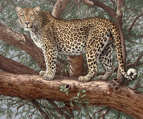 Artstation Tamarind Tom Fuz Caforio Big Cats Art Leopard