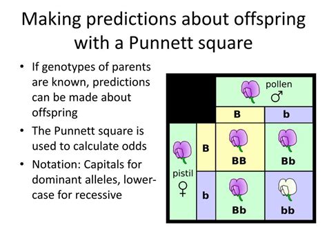 Genetics And Punnett Squares