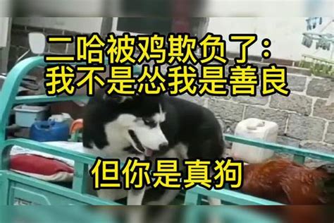 二哈被鸡欺负了我不是怂我是善良，但你是真狗真狗