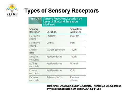 Types of sensory receptors - clearptconcepts