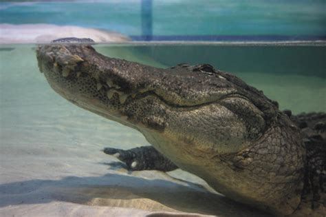 Gator Mighty Mike On Display At Adventure Aquarium