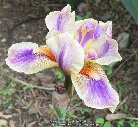 Plant ID forum: Iris; dwarf Iris for ID - Garden.org