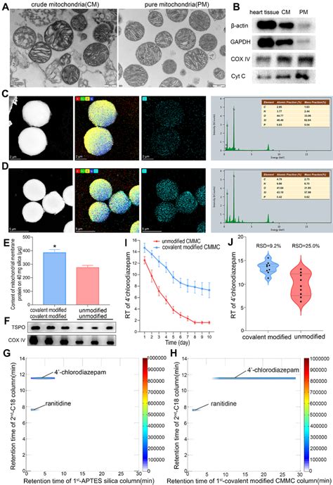 The Purity Assessment Of Purified Mitochondria And Hrtem Image