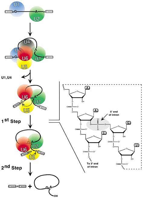 Spliceosomal Snrnas Cell