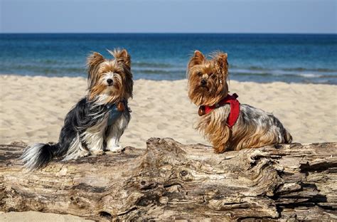 7 Different Types Of Yorkie Breeds