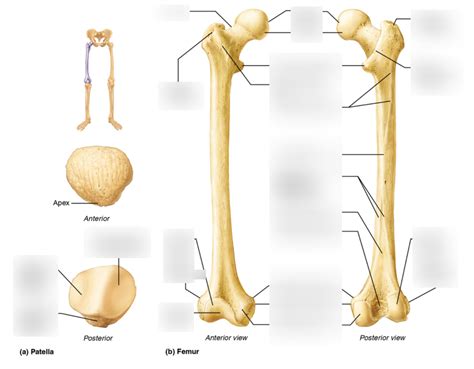 Femur And Patella Diagram Quizlet