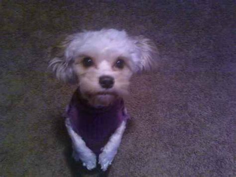 Cockapoochi | Cockapoochis - Chihuahua x Cocker Spaniel x Poodle