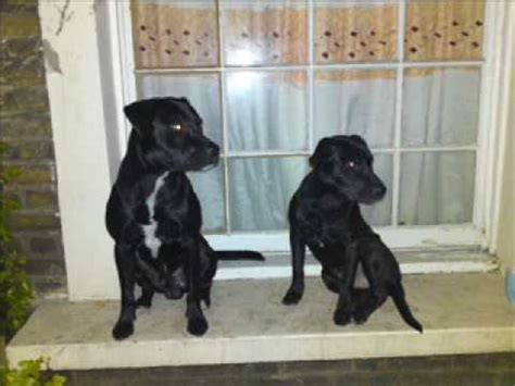 labrador cross breed/pitbull slideshow - YouTube