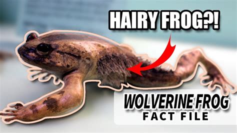 Wolverine Frog Facts The Hairy Frog Animal Fact Files Youtube