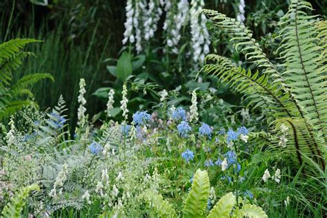 Five Plants for a Woodland Border - Gardeners' World Magazine