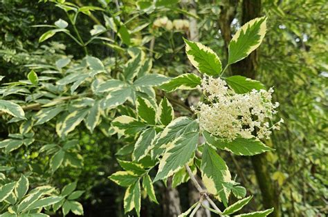 Sambucus Nigra Trees And Shrubs Online