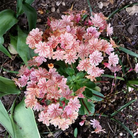 Lewisia Cotyledon, Siskiyou Lewisia - uploaded by @Hellebore