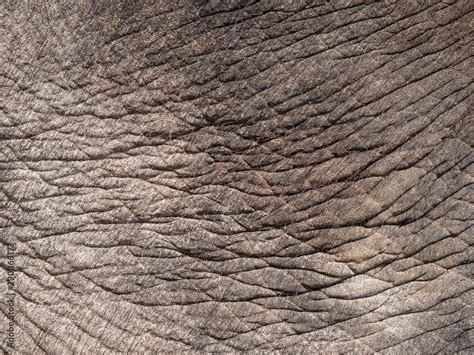 Elephant skin texture for background Stock Photo | Adobe Stock