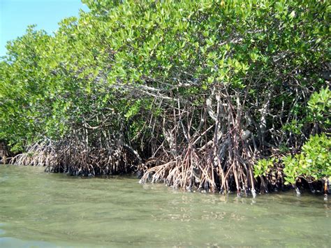 Field Notes and Photos: Mangroves: A unique and important habitat