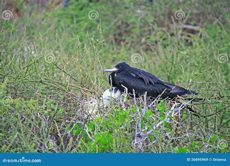 Hembra Magnífica De Frigatebird Y Su Polluelo Imagen de archivo