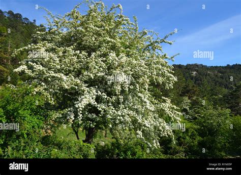 White Almond Tree Blossoming In Els Ports Natural Park A Limestone