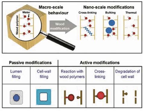 Schematic Diagram Illustrating The Effect Of Chemical Modification