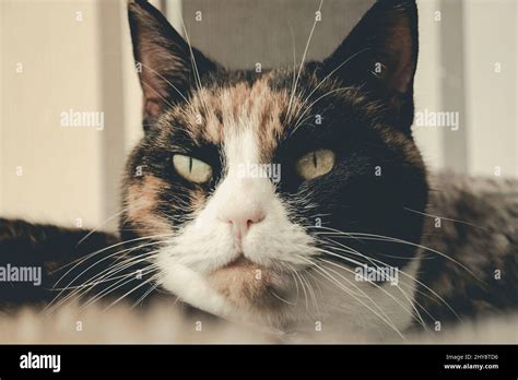 Tortoiseshell Siamese Hi Res Stock Photography And Images Alamy