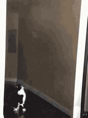 Ufo Cat Ufo Cat Caught Discover Share Gifs