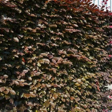 Copper Beech Hedging Plants For Sale Ashridge