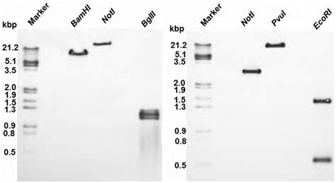 Southern Blot Analysis Of Genomic Dna Aandb Southern Blot Analysis Of