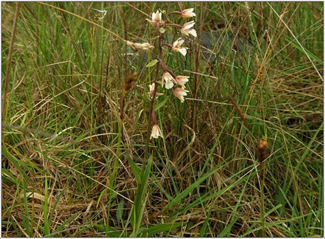 Irish Wildflowers Marsh Helleborine Epipactis Palustris Cuaich N