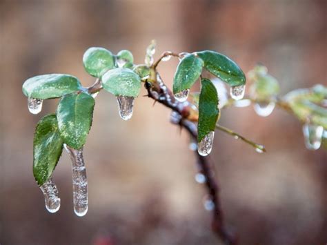 berita terkait  alasan terjadinya hujan es indozoneid