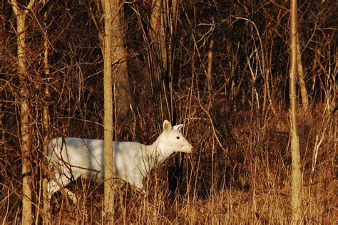 Mission Musings: White Deer in Seneca, New York