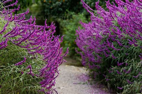 Salvia leucantha 'Purple velvet'. | Salvia, Botanical gardens, Garden borders