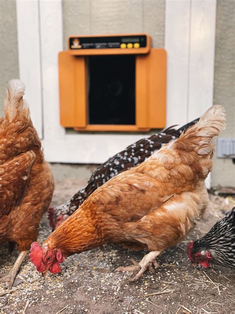Should You Feed Eggshells To Chickens The Homesteading Rd