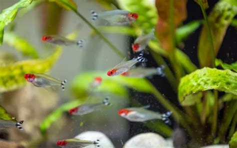 Best Pearl Gourami Tank Mates With Pictures Aquariumnexus