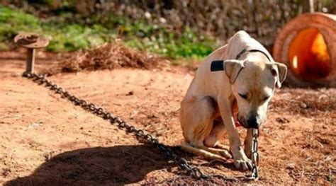 Projeto De Lei Que Pro Be Acorrentamento De Animais Aprovado No Rio