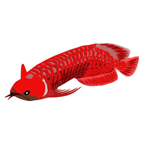 Ilustración De Pez Arowana Vector Png Ilustración Pez Animal Png Y