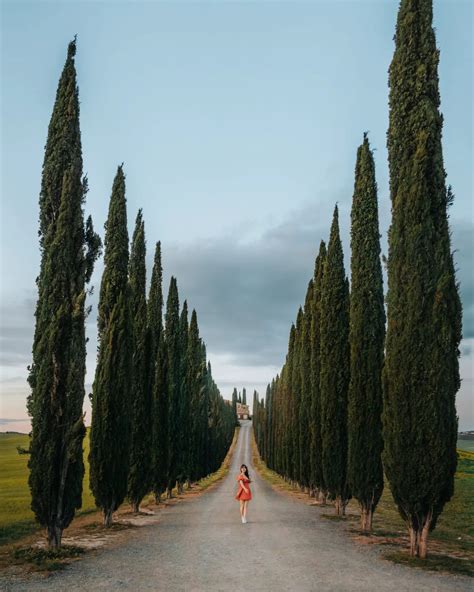 Where To See Cypress Trees In Tuscany Top 10 Photo Spots She Goes