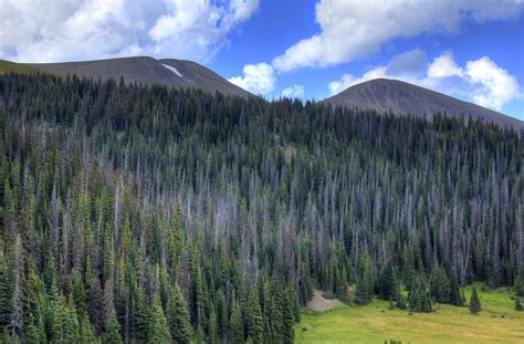 Forest below the peaks at Rocky Mountains National Park, Colorado image ...