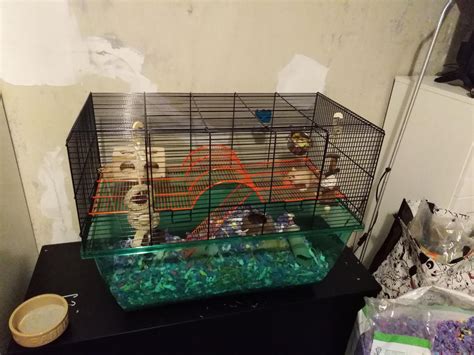 Is this a suitable gerbil cage for two twelve week old male gerbils ...