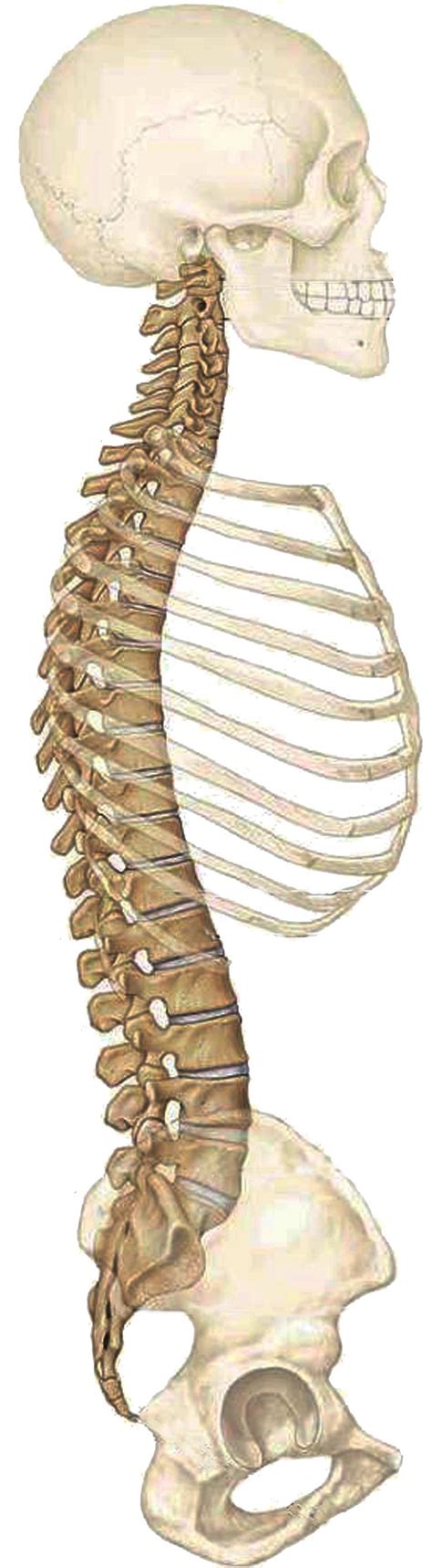 Anatomy Of Human Spine