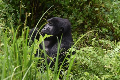 Gorilla Families In Buhoma Sector Of Bwindi Impenetrable National Park