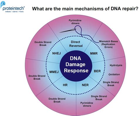 Nucleotide Excision Repair Of Dna Damage