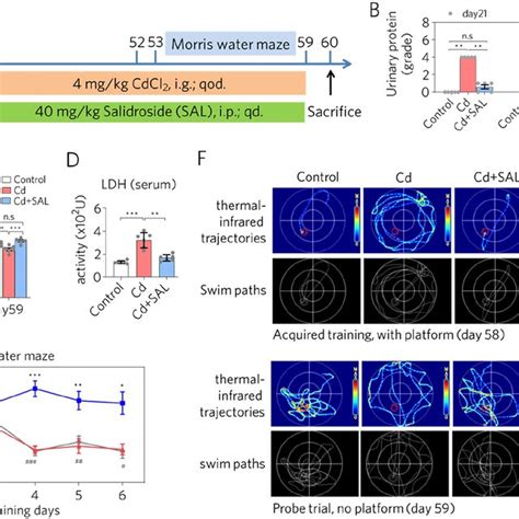 SAL Attenuates Cd Induced Oxidative Stress And Inflammation A