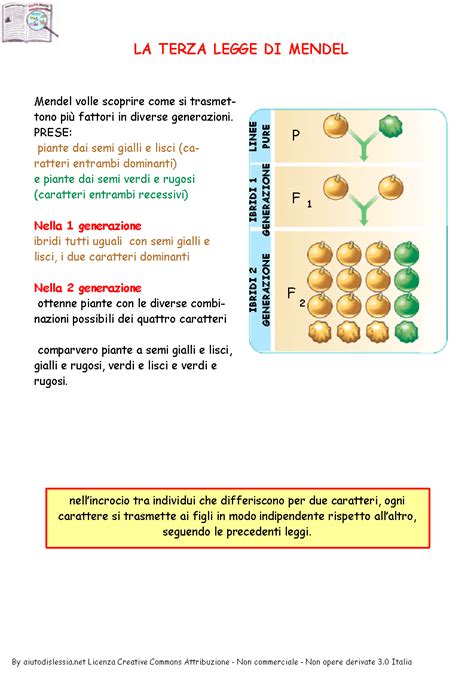 Scienze Leggi Di Mendel E Genetica