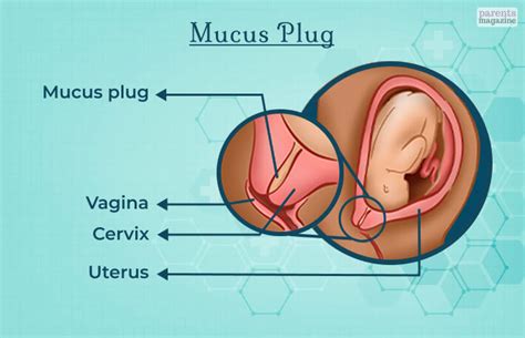 Losing Mucus Plug Diagram Losing Mucus Plug After Membrane S