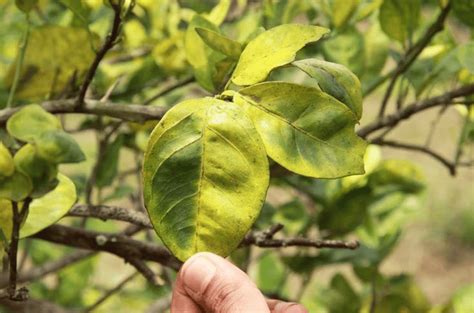 Dragón amarillo bacteria que afecta las plantaciones en Venezuela