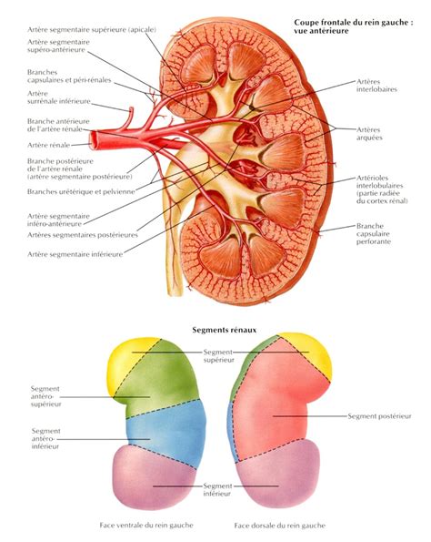 Vascularisation Du Rein Drabrowski