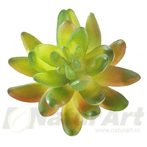 Planta Suculenta 7X10Cm Verde Na54902 NaturArt