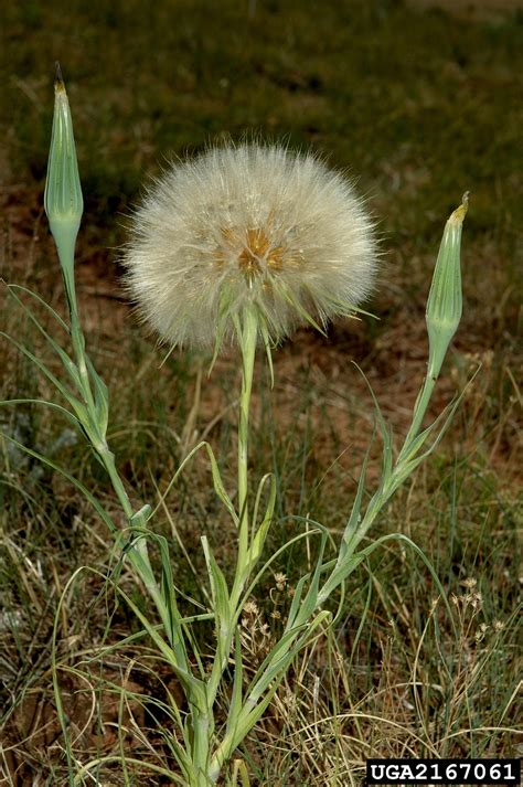 Common Salsify Tragopogon Porrifolius L