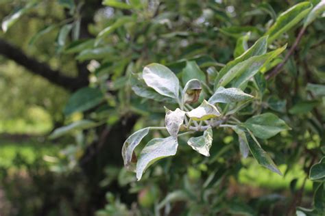 Fact Sheet Powdery Mildew Database Of Apple Diseases